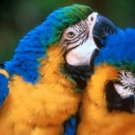 Naučiti papagaja da govori - Naučiti papagaja da govori