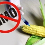 I Kruševac protiv uzgoja GMO - I Kruševac protiv uzgoja GMO